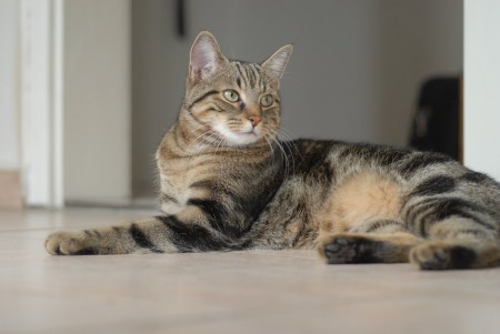 European shorthair